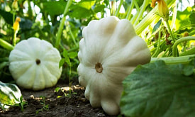 Недооценённый патиссон: 5 причин дать ему место на грядке