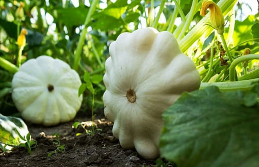 Недооценённый патиссон: 5 причин дать ему место на грядке