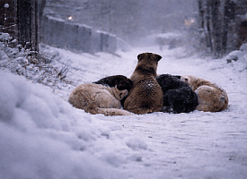 Минус 15 для них смертельно. Как в мороз гибнут уличные животные и что можно сделать 