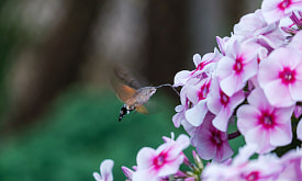 “Белорусская колибри”, жук-великан: что еще покажут на фотовыставке “Дикая природа Беларуси 2025”?