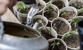 Самые удачные дни для посева томатов и огурцов в апреле: как не промахнуться с датами