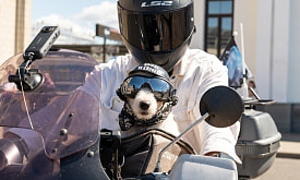 “Рев мотора для него как колыбельная”. Пес из Бреста стал главным дог-байкером Беларуси