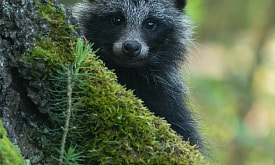 Четвертого победителя фотоконкурса “Дикая природа Беларуси 2025” определяете вы. Голосование в разгаре