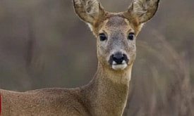 Чем лань отличается от косуль?