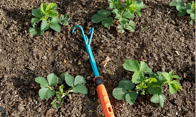 Клубника после зимы: трогать или оставить в покое? Что действительно нужно сделать весной