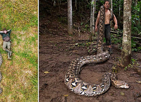 “Баронесса” с Сулавеси: в Книгу рекордов внесли самую длинную дикую змею в мире