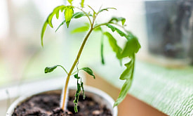 Рассада стоит на месте? 7 неочевидных ошибок, которые тормозят рост даже у опытных дачников