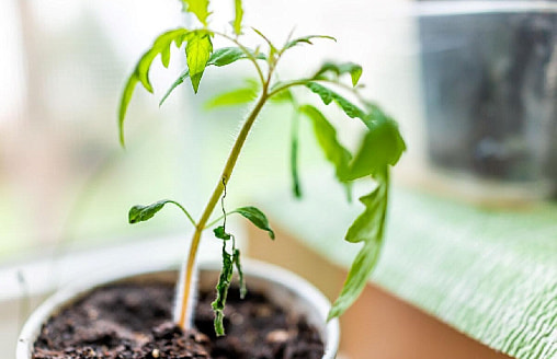 Рассада стоит на месте? 7 неочевидных ошибок, которые тормозят рост даже у опытных дачников