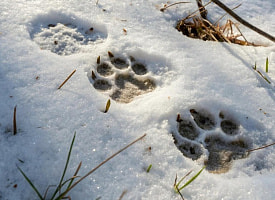 “Событие исключительное”. В Беловежской пуще на видео попала пара скрытных зверей