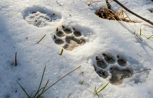 “Событие исключительное”. В Беловежской пуще на видео попала пара скрытных зверей