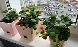 5 главных ошибок при попытке вырастить землянику через рассаду на подоконнике