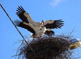 Даже среди привычных белорусам растений и животных есть иноземцы. Кто они?