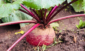 Свёкла без нитратов. Миф или реальность при домашнем выращивании?