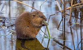 Любит застолья, но может стать жертвой нападения в собственной хатке. Откуда в Беларусь приплыла ондатра?