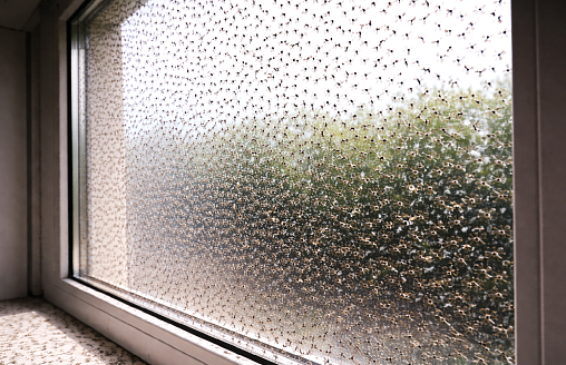 Ждать ли этой весной нашествия мошек, как 2 года назад? В НАН объяснили, от чего это зависит