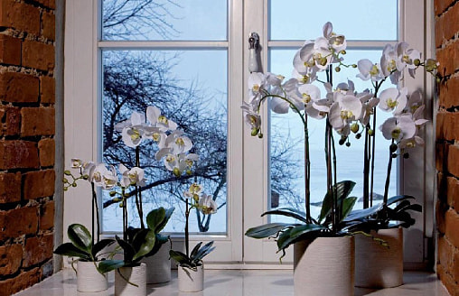 Какое окно лучше для орхидей – восточное или южное? Особенности ухода за орхидеями зимой