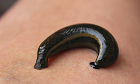 Мама и папа в одном теле, которые могут спариваться по 18 часов: разбираемся в суперсилах пиявок