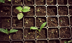 Типичные ошибки при посеве перца, из-за которых он плохо всходит и медленно развивается