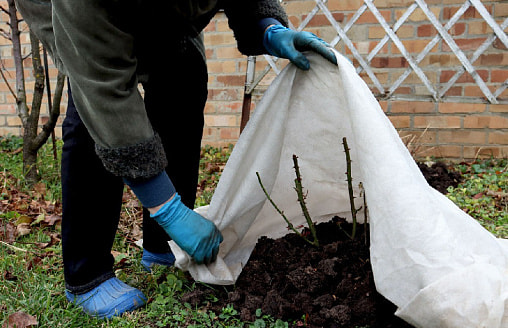 Розы после зимы: когда открывать укрытие