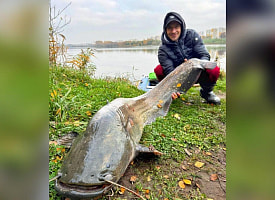 На Чижовском водохранилище выловили гигантского сома весом больше 32 кг: рыба боролась час