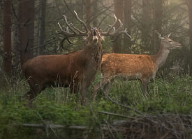 Фотография в открытом профиле - это не разрешение ее использовать. Обращение редакции Смартпресс