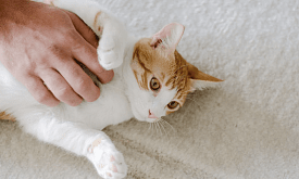 У собак – кашель, у кошек – учащенное дыхание. Какие еще симптомы говорят о проблеме с сердцем у питомца?