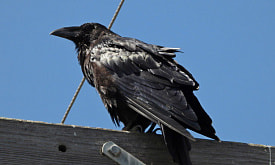 Его интеллект сравнивают с человеческим. Как жизнь “по уму” помогает воронам в природе?