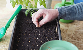 Семена из прошлогодних плодов – стоит ли рисковать