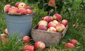 Яблоня проснется – и все покажет: что нужно сделать в апреле, чтобы не остаться без урожая