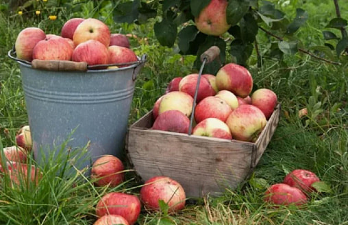 Яблоня проснется – и все покажет: что нужно сделать в апреле, чтобы не остаться без урожая