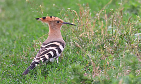 “Мир птиц – как спектакль: есть общительные актеры, а есть – гении-отшельники”. Фотограф рассказала о тонкостях съемки пернатых
