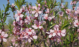 Миндаль в Беларуси: можно ли вырастить орехи на даче и почему это работает не везде