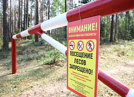 Пришёл в лес – заплати 540 рублей. Белорусам запретили собирать грибы и ягоды в 5 районах