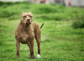 Могилевчанка отправила собаку на улицу, а сама легла спать. Теперь женщина заплатит 15 тыс. рублей