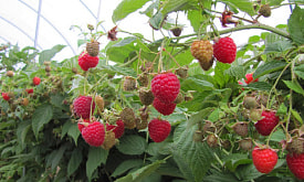 Посадил – и почти забыл. 5 самых неприхотливых ягод, которые вырастут на любой даче в Беларуси