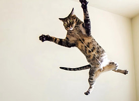 Почему кошки всегда приземляются на лапы? Учёные из Японии наконец раскрыли тайну