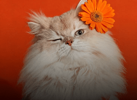 Куда сходить в выходные 4-5 апреля? Вкусная экскурсия, цветочная выставка, концерт музыки Korn