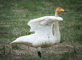 «Просим не нагнетать ситуацию». В Слониме переполошились из-за мёртвого лебедя — милиция провела проверку