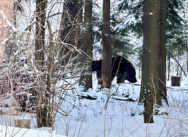 В лесах начали просыпаться медведи – белорус показал, как удалось прогнать зверя