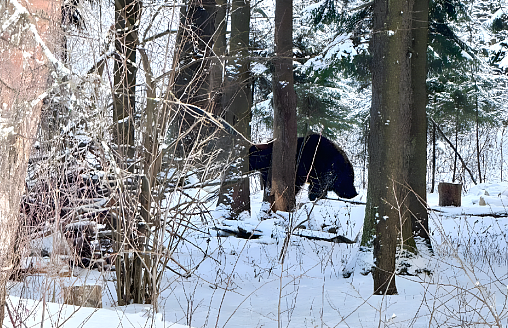 В лесах начали просыпаться медведи – белорус показал, как удалось прогнать зверя