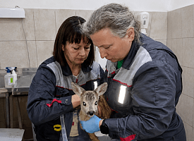 Сняли больше 100 клещей: детеныша косули спасают в зоопарке Гродно