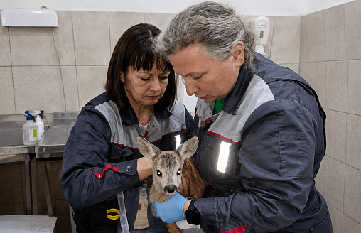Сняли больше 100 клещей: детеныша косули спасают в зоопарке Гродно