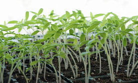 Рассада вытянулась и падает: почему это происходит и как спасти ее без дорогих ламп