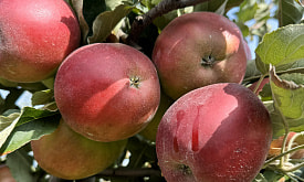 “Мы выдохнули”: как “Евроторг” решил главную проблему белорусских фермеров