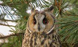 Днем – неподвижный “сучок”, ночью – ловкий охотник. Что помогает ушастой сове находить добычу?