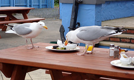 Живут в городе ради еды? Почему чайки всё чаще селятся рядом с людьми, и есть ли от этих птиц польза