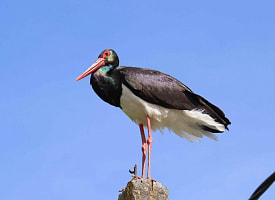 Помните черного аиста из Клецкого района, который годами искал компанию среди белых? От него есть новости