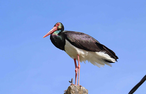 Помните черного аиста из Клецкого района, который годами искал компанию среди белых? От него есть новости