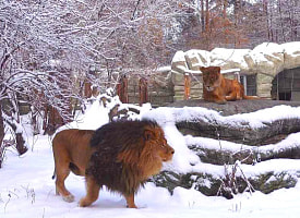 “Забыли, что родом из Африки” – В Гродненском зоопарке показали главных фанатов зимы