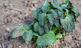 Подмерзло ночью – не приговор? Можно ли спасти ослабленные растения после апрельских заморозков